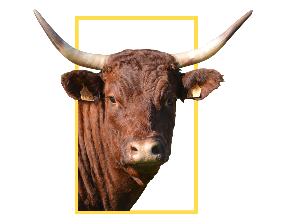 rectangle_jaune.png